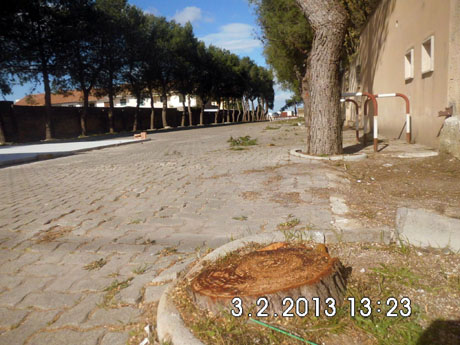 SAVA. ABBATTUTO UN ALBERO PERCHE’ AL GESTORE DEL CHIOSCO DA’ FASTIDIO!!!