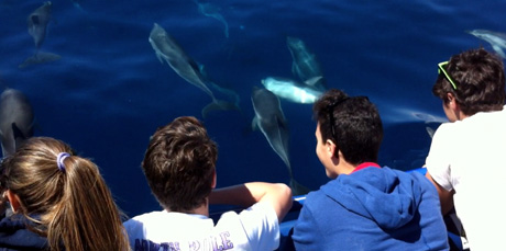 JONIAN DOLPHIN CONSERVATION. Il bilancio dell’estate: 90% di avvistamenti di delfini nei mari di Taranto!