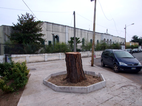 SAVA. “Si fa tanto per far crescere gli alberi nel centro urbano e i nostri amministratori li tagliano?”