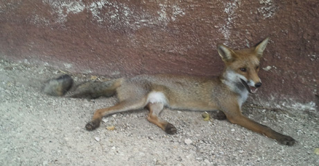 Una volpe ferita, alla Via per Lizzano …