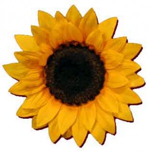 girasole