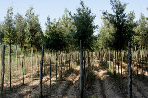 200 alberi per Taranto