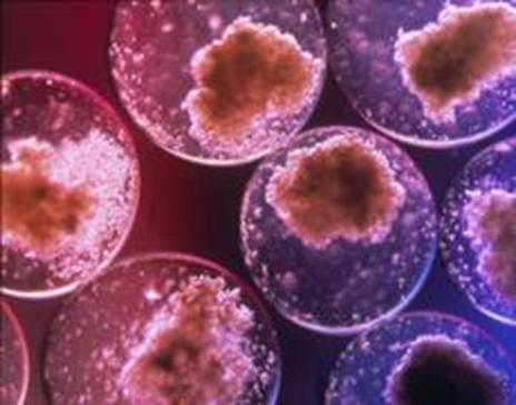 Cellule staminali coltivate senza embrioni