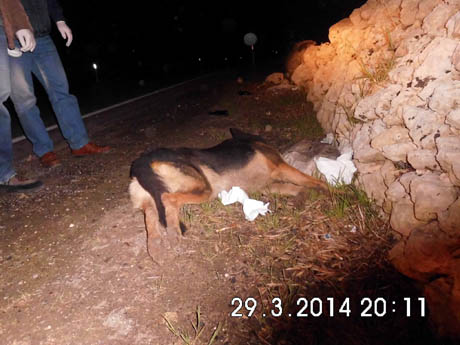 SAVA. Auto dei Carabinieri sulla “Statale 7 Ter” Sava – Fragagnano investe un cane randagio