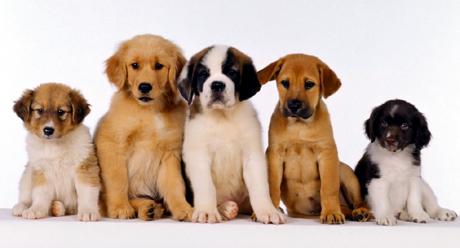 MASSAFRA. Il Gruppo Cinofilo Jonico “Donato Forte” annuncia la 22° Esposizione Canina Internazionale di Taranto