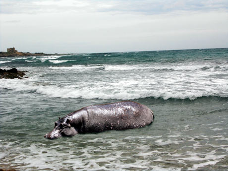 TORRE OVO. Un ippopotamo staziona alla riva