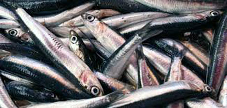 SAVA. Mercato settimanale del lunedì: sequestro del pesce e altro …