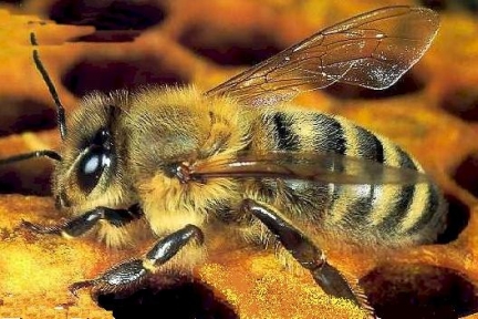 Moria delle api. Studio dell’università di Harvard conferma sospetti su insetticidi