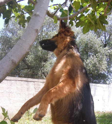 FRAGAGNANO. Un cane legato con un laccio al collo e impiccato ad un albero