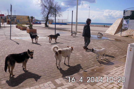 TORRE OVO (Marina di Torricella). Il sindaco ordina la cattura e il ricovero di un branco di cani randagi aggressivi