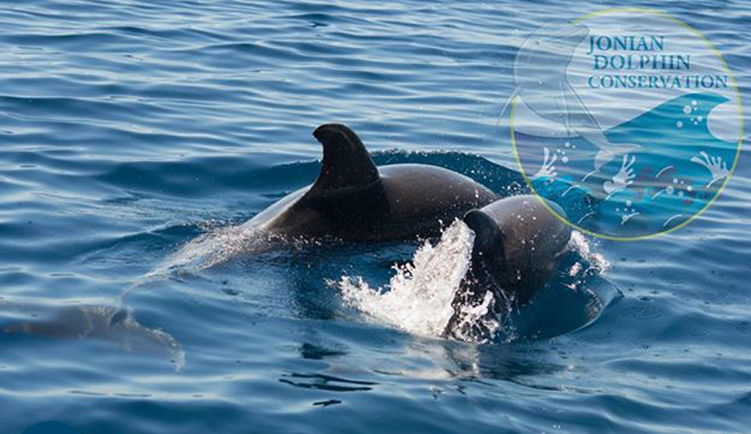 Il Golfo di Taranto nursery per i delfini