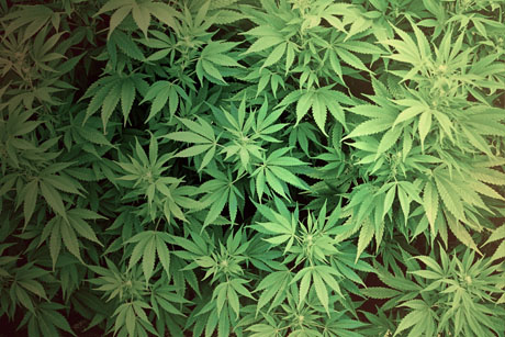 Scoperte 600 piante di marijuana a Martina Franca