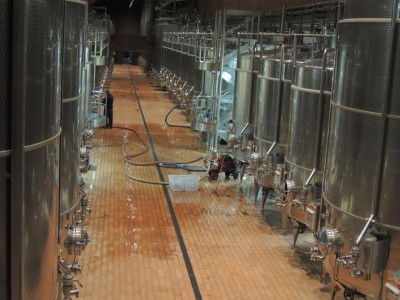 Grave crisi per il settore vitivinicolo pugliese