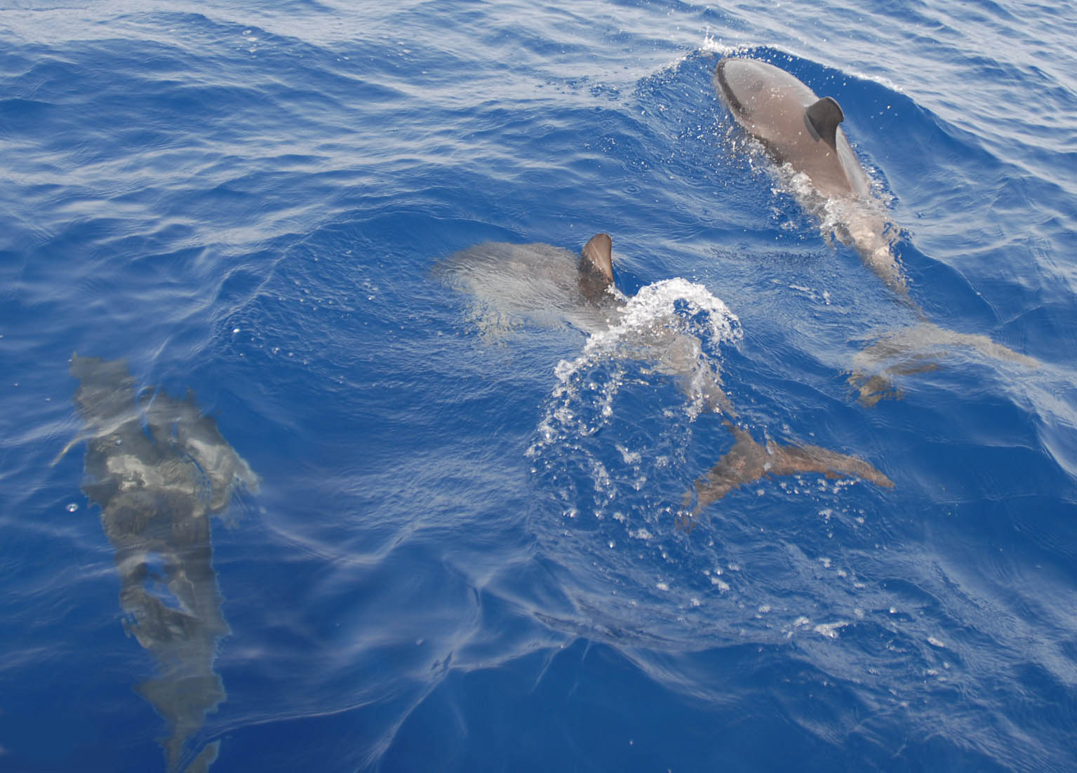 TARANTO. I delfini “tarantini” diventano testimonial di “SOS Delfini” con LAV, Marevivo e Jonian Dolphin Conservation