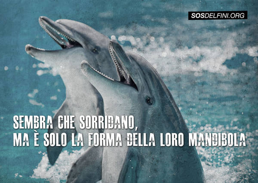 A Taranto LAV, Marevivo e Jonian Dolphin Conservation insieme per SOS Delfini