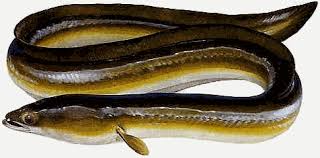 Sicurezza alimentare: ancora rischioso il consumo di anguille per contaminazione di diossine e PCB