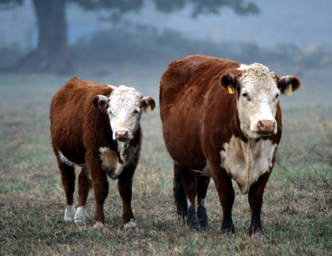 Un caso sospetto di morbo “della mucca pazza” sarebbe stata scoperto in un capo di manzo rumeno