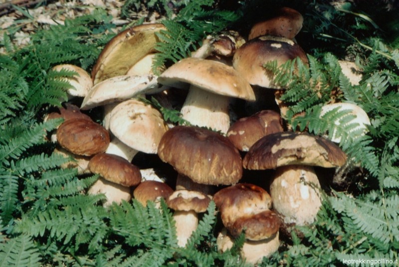 Ricoverati in Italia per un fungo. Occhio alla raccolta potrebbero essere velenosi per il clima estremo