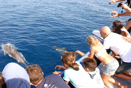 TARANTO. I delfini della JDC prima attrazione turistica su Trip Advisor