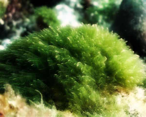 Alghe: potrebbero diventare l’oro verde anche dell’Italia