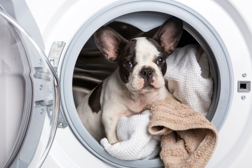 Foto di un cane in lavatrice genera orrore su internet. Il presunto autore che ha condiviso le immagini su Facebook è stato denunciato