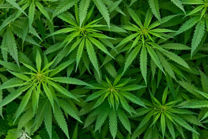 Cannabis terapeutica. Per uno studio israeliano può contribuire a combattere gli effetti dello stress post-traumatico