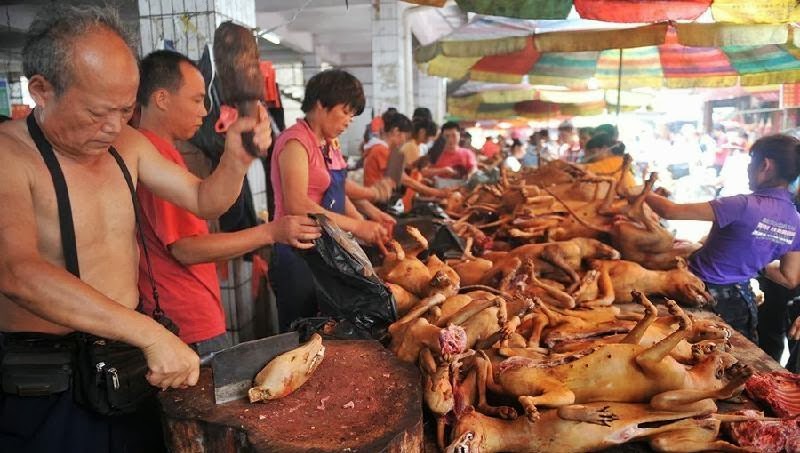 In Vietnam mangiano 5 milioni di cani in un anno