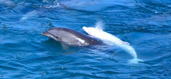 Taiji, la caccia ai delfini è ufficialmente aperta. Primo giorno di caccia ai delfini