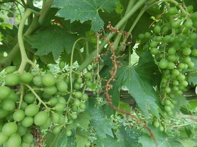 Drammatica raccolta uva e olive, migliaia di aziende tarantine rischiano il crack