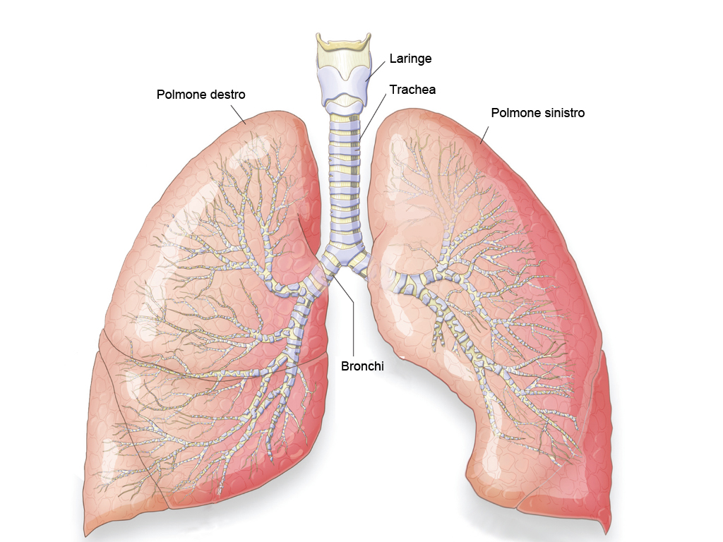 Studio shock: Cancro ai polmoni può rimanere sopito e nascosto per più di 20 anni