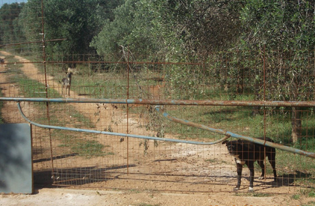 SAVA. Contrada “Aliano”. Rifugio per cani randagi sprovvisto delle prescrizioni sancite dalla normativa in materia