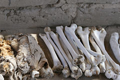 L’evoluzione ha indebolito le ossa degli uomini secondo uno studio britannico