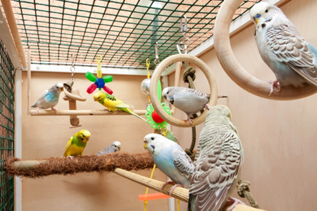 Salute. Stop all’acquisto di pappagalli ed altri uccelli selvatici da tenere in casa in gabbia