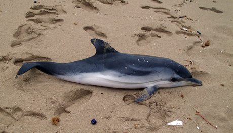 TORRE OVO  (Marina di Torricella, prov. Taranto). Un delfino morto sulla spiaggia