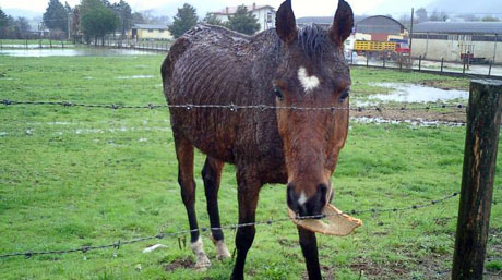 Cassazione: è reato detenere l’animale in condizioni incompatibili con la sua natura