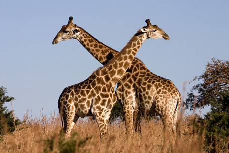 Africa non si ferma la strage di giraffe. Presunto farmaco per la cura dell’AIDS prodotto da midollo osseo e cervello di giraffe