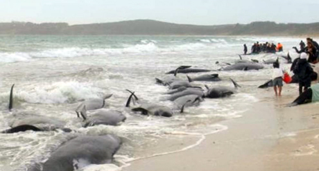 Nuova Zelanda, 100 balene morte spiaggiate: metà delle balene che si erano già incagliate sono morte