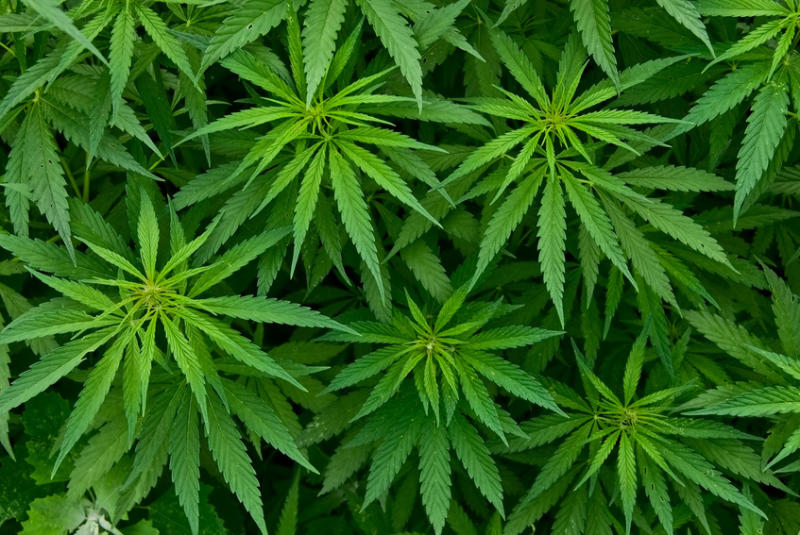 Una varietà di cannabis aumenta il rischio di malattie mentali