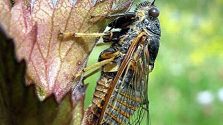 In Italia scoperta una nuova cicala