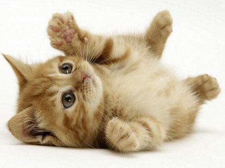 Crudeltà sugli animali. Orrore e indignazione per video shock su YouTube: gatto soccorso con un coltello conficcato nella testa