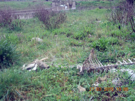 MONTEPARANO (Ta). Presenza di ossa, scheletri di animali scarnificati e carcasse di pecore in fase di decomposizione