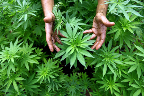 La Puglia approva la produzione di cannabis per i malati. Costerà 1,55 euro al grammo