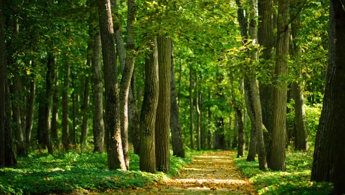 Più di 60 milioni di ettari di foresta verranno ripristinati