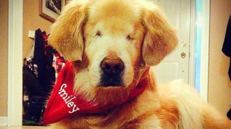 Nato senza occhi, Smiley un golden retriever è diventato un cane terapeuta