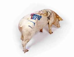 L’ultima follia: tatuaggi sugli animali. In Belgio pelle di maiale tatuata venduta per 50.000 sterline