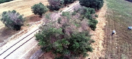 “La causa del deperimento di secolari olivi salentini è l’uso di disseccanti chimici”