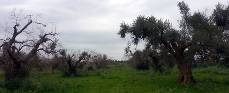 Xylella, l’Ue: “A nord di Lecce via le piante in un raggio di 100 metri da ulivi malati”