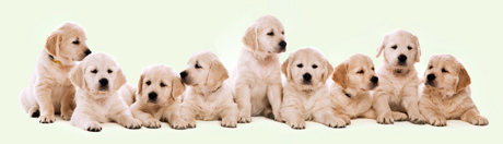 Turismo dell’eutanasia anche per gli animali: “Fermiamo il massacro di cani italiani in Svizzera”