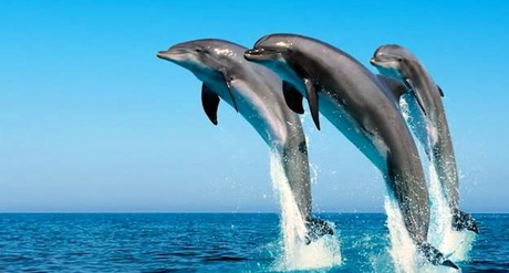 Al via “Taranto Terra di Mare e di Delfini”