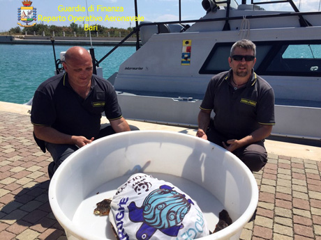Soccorse due tartarughe della specie “caretta –  caretta” nel porto di Bari  e nel Golfo di Taranto